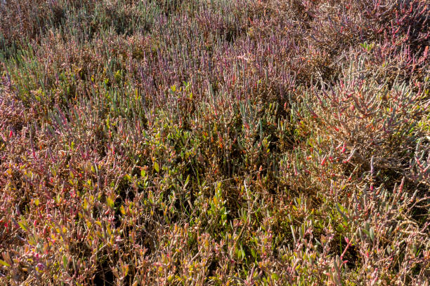 plantas suculentas multicoloridas em bargilya, milas, mugla - herb famous place backwater standing water - fotografias e filmes do acervo