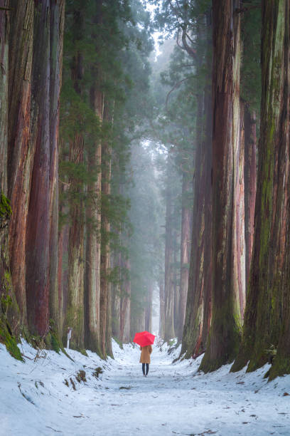 mulher segurando um guarda-chuva vermelho com árvores gigantes de cedro na floresta natural com neve e neblina na temporada de inverno, togakushi jinja, nagano, japão. turista em viagens de viagem e férias conceito de férias. - jinja - fotografias e filmes do acervo