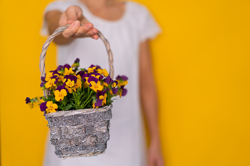 happy mothers day, close up woman giving tiny wicker basket full of violets yellow springtime background shallow focus on flowers copy space place for text