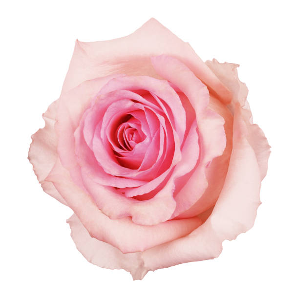 istock Closeup of pink rose flower 1205674795