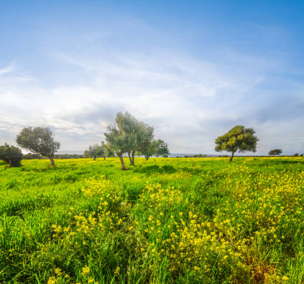 cyprus akamas capa campos verdes - akamas fotografías e imágenes de stock