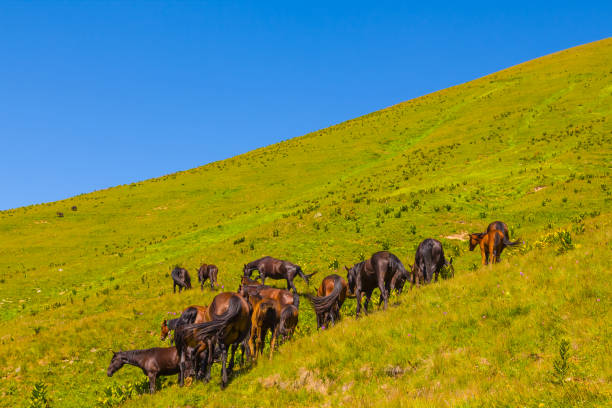 istock brown horse herd on a green mount slope 1205680892