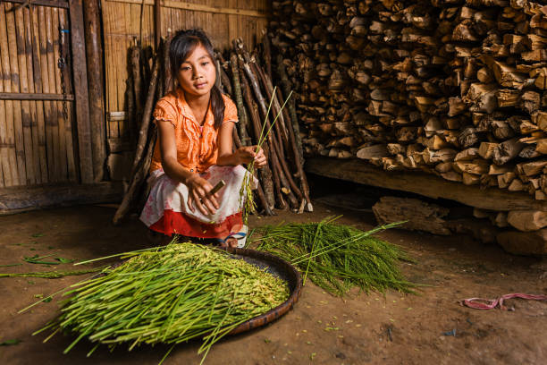 молодая девушка из холма племени уборки риса в северном лаосе - laos hut southeast asia shack стоковые фото и изображения