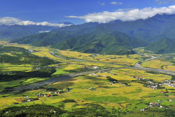 istock High angle shot of East Rift Valley Paddy Field 1205684485