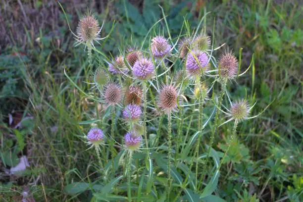 Flowers of wild teasel in autumn, also called Dipsacus fullonum or wilde karde, selected focus, Bokeh