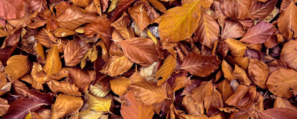 istock Fall leaves leaf Autumn forest landscape colorful 1205686041