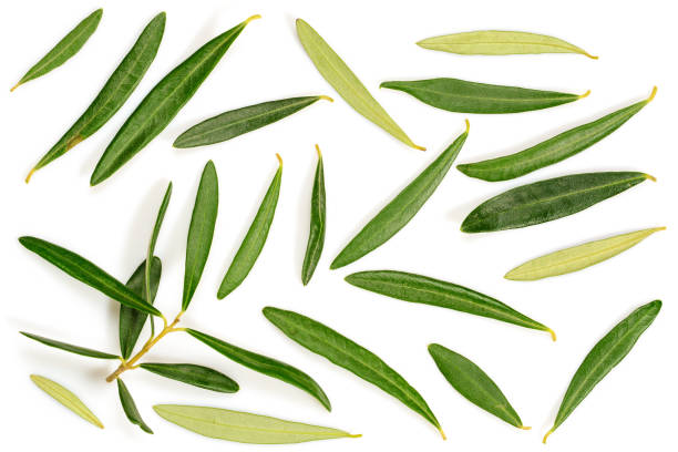 istock Real olive green fallen leaves, isolated on white background, close-up flat lay top view. 1205687528