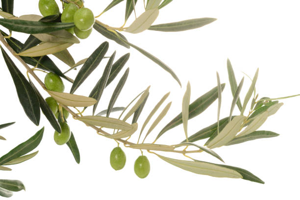 istock Real olive tree branches with leaves and some green olives, isolated on white background, close-up 1205687566