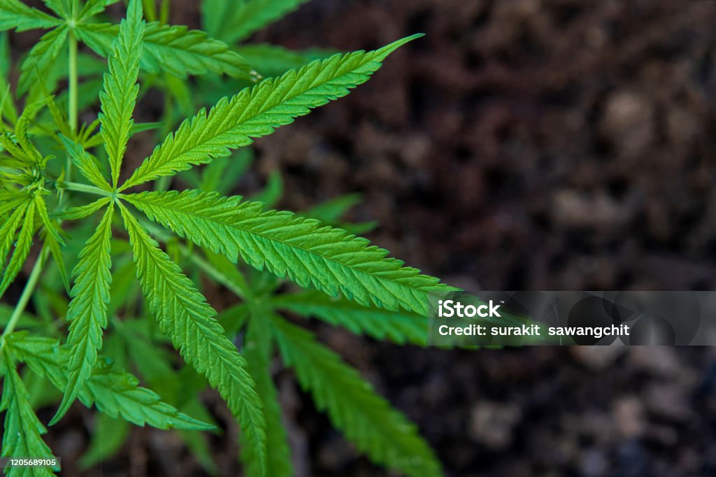 cannabis leaf Closeup cannabis leaves on ground blurred background. Cannabis Plant Stock Photo