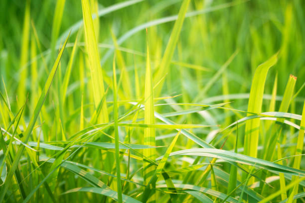 istock Green grass in eye level view for background 1205689281