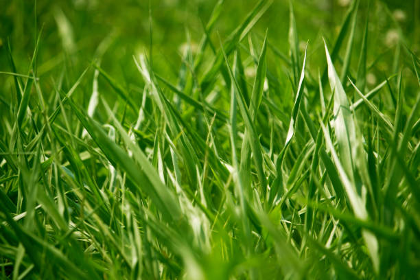 istock Green grass in eye level view for background 1205692156