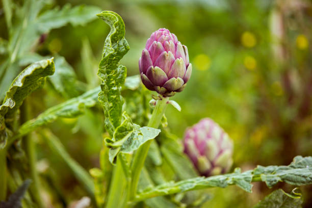 fondo de campo de alcachofa - artichoke vegetable macro close up fotografías e imágenes de stock