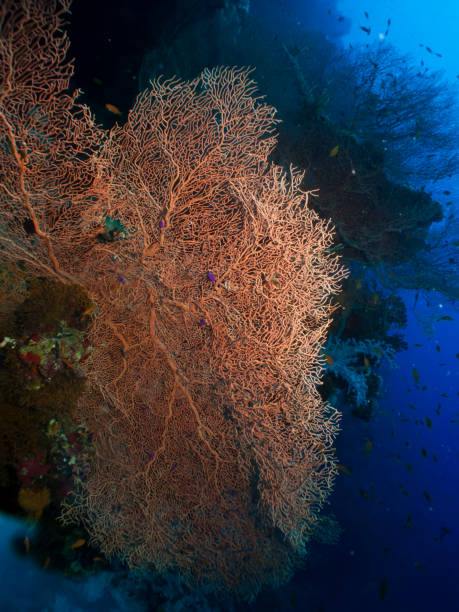 Sea fan coral (Annelle mollis)