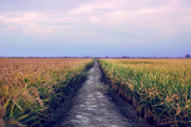 road in the field rice paddy