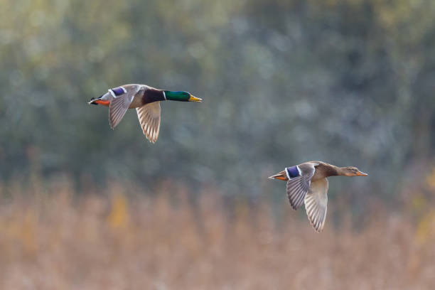istock mallard duck couple (anas platyrhynchos) in flight 1205693521