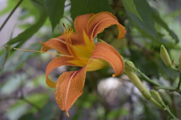 Flower of a Fire Lily (Lilium bulbiferum) Orange lily flowers in nature. Charming blooming tender lily flower - summer background for advertising and isolating. Flower of a Fire Lily (Lilium bulbiferum) red tiger lily stock pictures, royalty-free photos & images