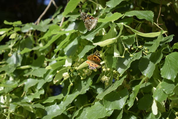 istock Blooming linden and butterflies on it 1205694580