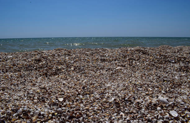 Sea skyline. Sea shells on the ocean, thrown out by the waves of the surf. Sea horizon and Sea shells and surf foam. The Beach and The Sea. Stones and shells on the beach.