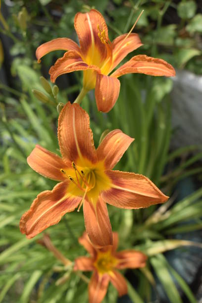 Flower of a Fire Lily (Lilium bulbiferum) Orange lily flowers in nature. Charming blooming tender lily flower - summer background for advertising and isolating. Flower of a Fire Lily (Lilium bulbiferum) red tiger lily stock pictures, royalty-free photos & images