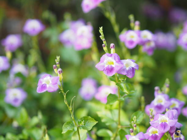 istock Creeping foxglove, Acanthaceae, creeping foxglove name purple flower spreading, herbaceous groundcover young plants in tropical garden nature background 1205695344