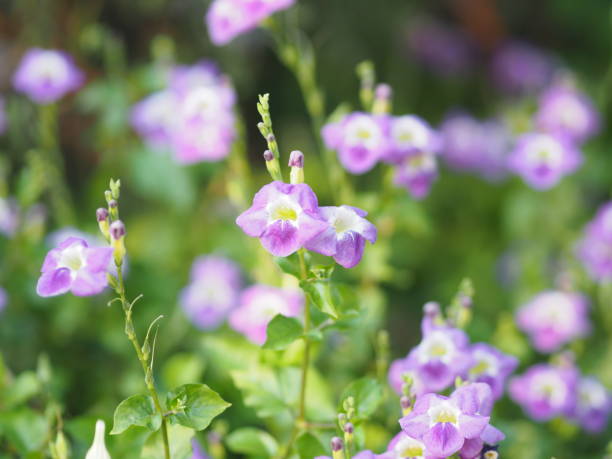 istock Creeping foxglove, Acanthaceae, creeping foxglove name purple flower spreading, herbaceous groundcover young plants in tropical garden nature background 1205695400