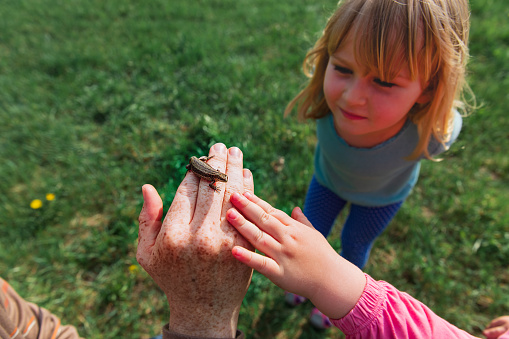 kids learning - little girls looking at and exploring lizard in nature