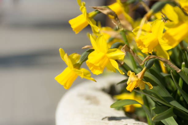 spring first flowers