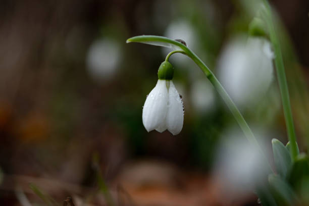 istock Spring flowers snowdrops in the forest 1205696807