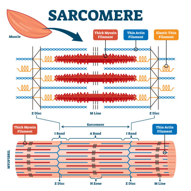 Sarcomere muscular biology scheme vector illustration Sarcomere muscular biology scheme vector illustration. Myosin filaments, discs, lines and bands. Myofibril detailed labeled diagram. Sports educational health information. Muscular system anatomy. muscular contraction stock illustrations