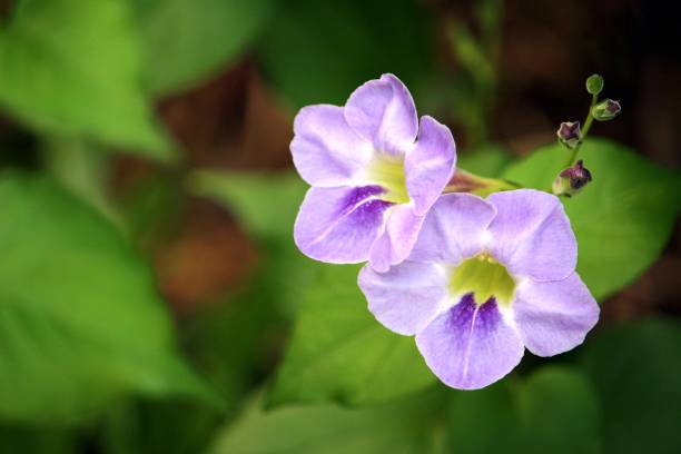 istock Purple white flower in green blur background 1205697836