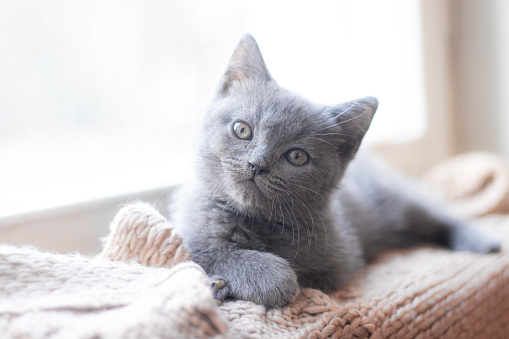 A British kitten is lying on the windowsill. Cute kitten. Magazine cover. Pet. Grey kitten. Rest. Kitten at the window.