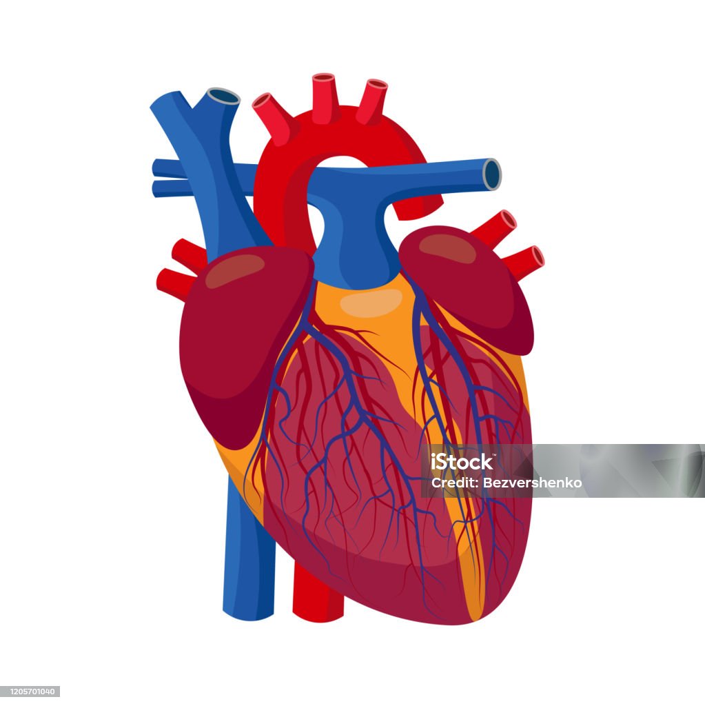 Ilustración de Corazón Humano Con Válvulas Arterias Y Venas Ilustración  Anatómica Detallada En Diseño Plano Aislado Sobre Fondo Blanco y más  Vectores Libres de Derechos de Vector - iStock