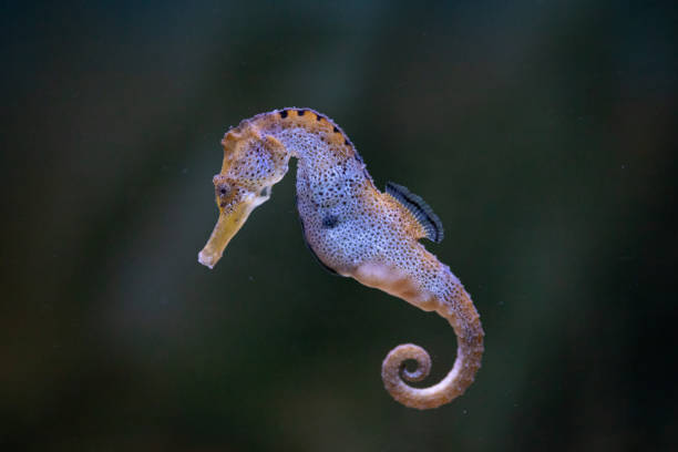 istock The slender seahorse or longsnout seahorse (Hippocampus reidi) 1205702157