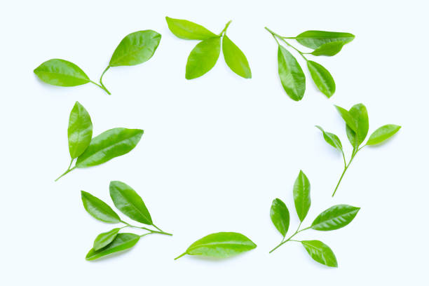 istock Frame made of citrus leaves on white background. 1205702454