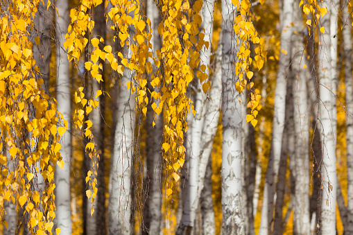 Autumn. Yellow birch leaves