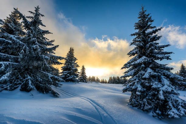 istock Awesome mountain winter landscape with trees covered in snow 1205703288