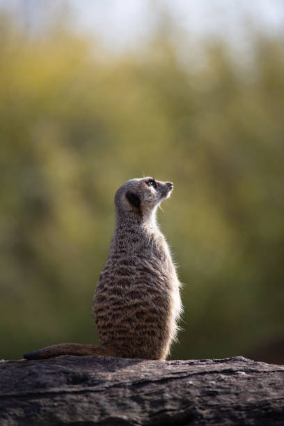 Meerkat on alert at sunset