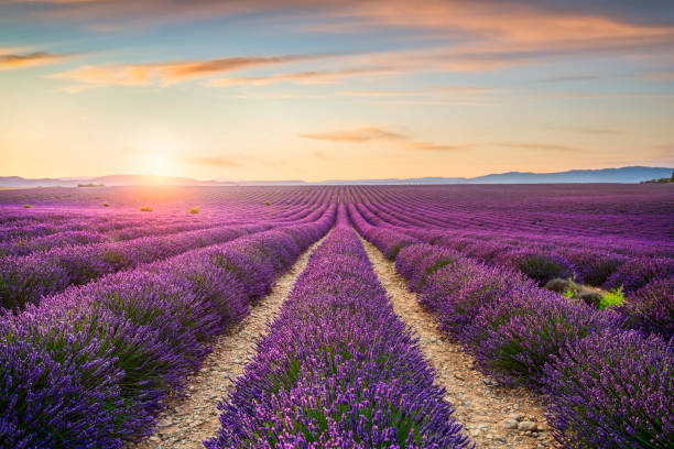 istock Lavender flowers fields at sunset. Provence, France 1205706461