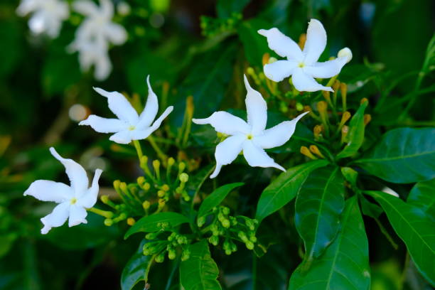 istock Wrightia religiosa blooming on green leaves Selective focus 1205712541
