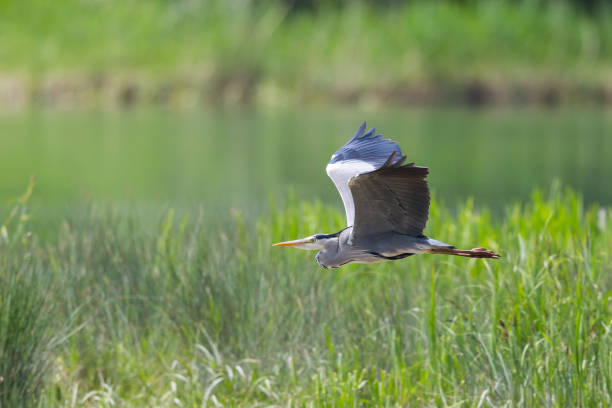 istock one gray heron (ardea cinerea) in flight over green grass 1205713057