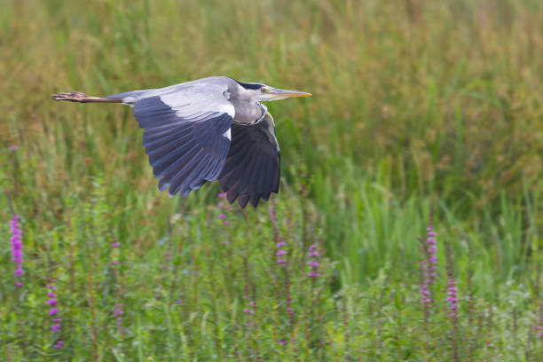 istock portrait gray heron (ardea cinerea) in flight over green marshland 1205713144