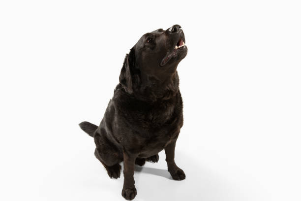 istock Studio shot of black labrador retriever isolated on white studio background 1205713585