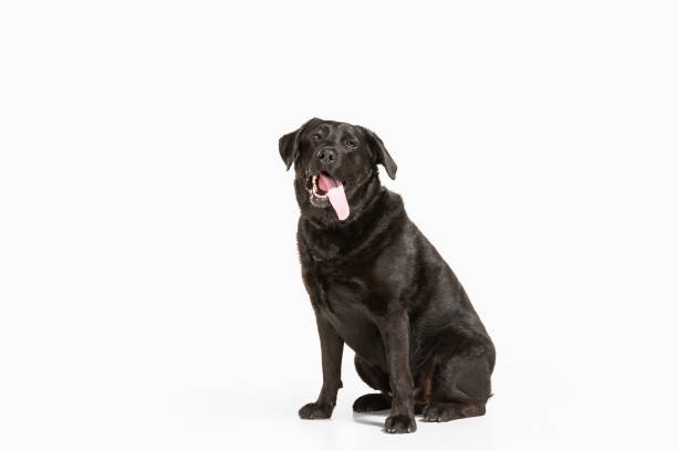 istock Studio shot of black labrador retriever isolated on white studio background 1205713595