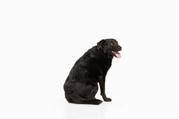 istock Studio shot of black labrador retriever isolated on white studio background 1205714110
