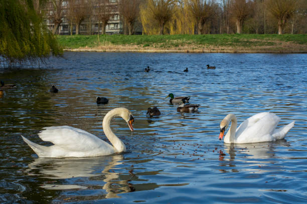 istock Two beautiful white swans with several ducks are on the blue lake 1205714717