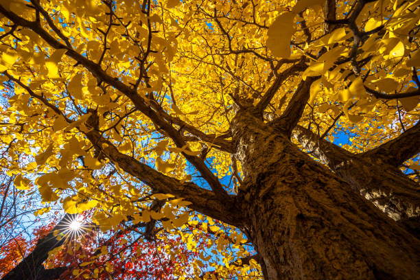 istock Vibrant autumn colors on a sunny day, Japan. 1205714741