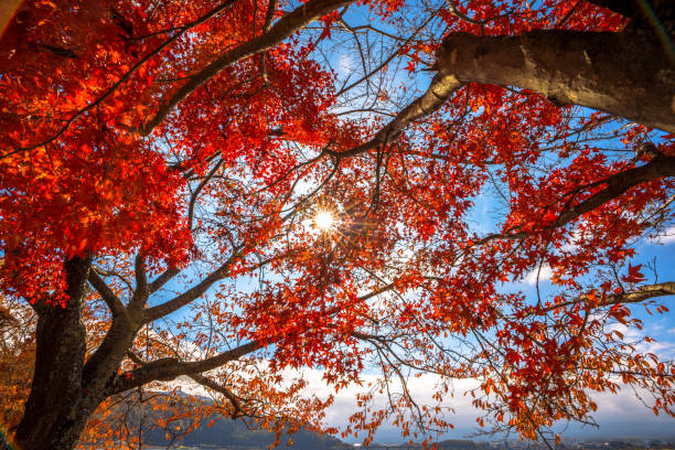 istock Vibrant autumn colors on a sunny day, Japan. 1205714746
