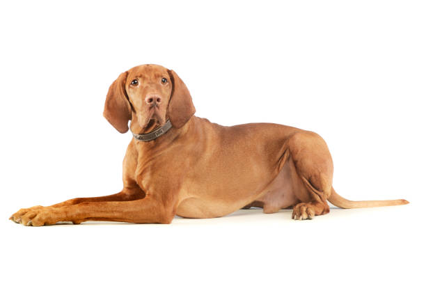 istock Studio shot of an adorable magyar vizsla 1205714837