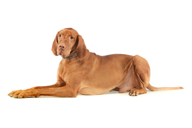 istock Studio shot of an adorable magyar vizsla 1205714924