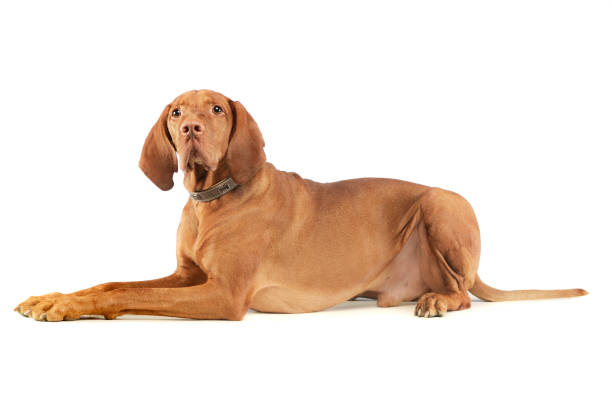 istock Studio shot of an adorable magyar vizsla 1205714938